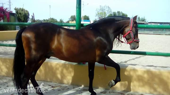 VENDO CABALLO ENTERO CON DOMA in 