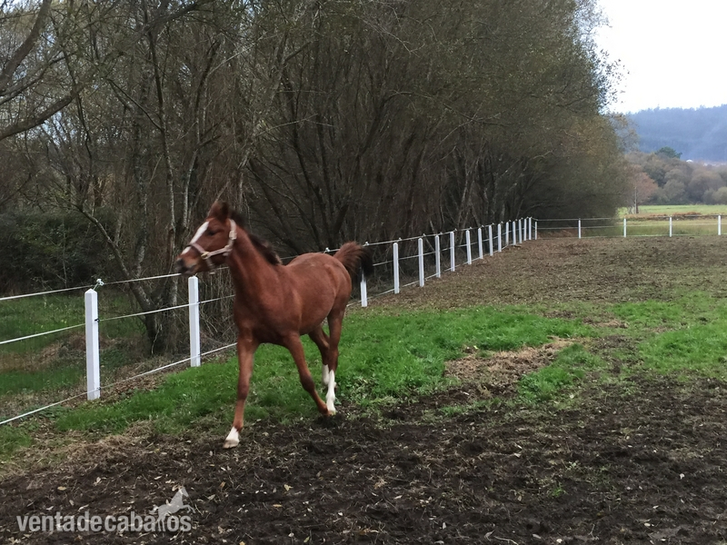 Hispano-Arabe