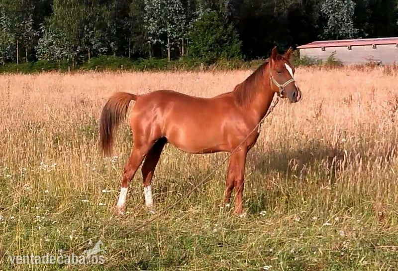 Potro hispano arabe - Potros Hispano-Arabe