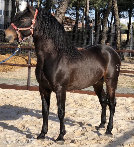 Caballo de Deporte Español (CDE)