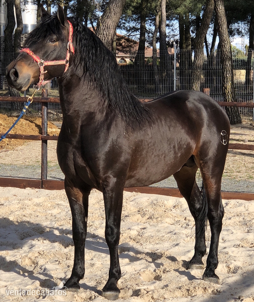 Caballo de Deporte Español (CDE) {TYPE}