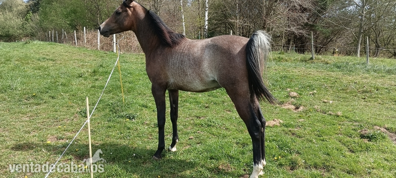Potro pura  raza  arabe in 