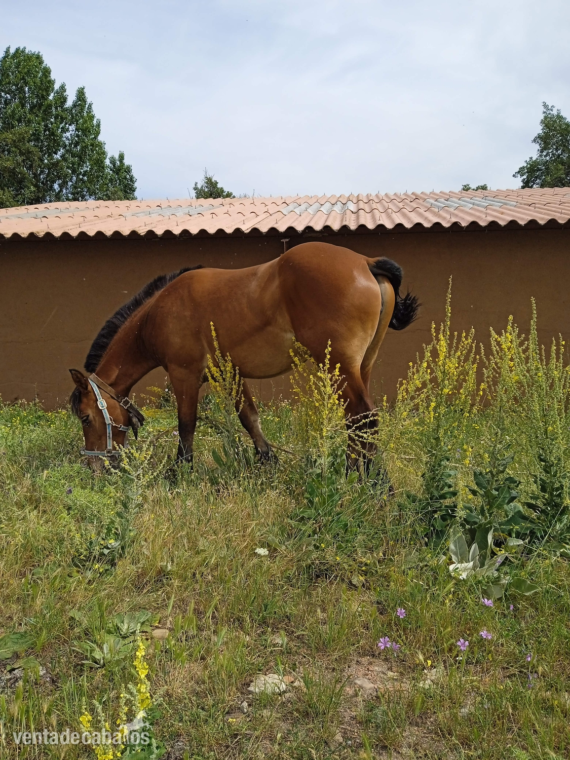 Potra hispano breton in 
