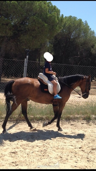 Caballos Capados Otros -  domado muy noble