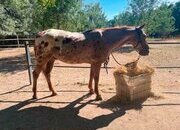 Caballo Appaloosa en Venta