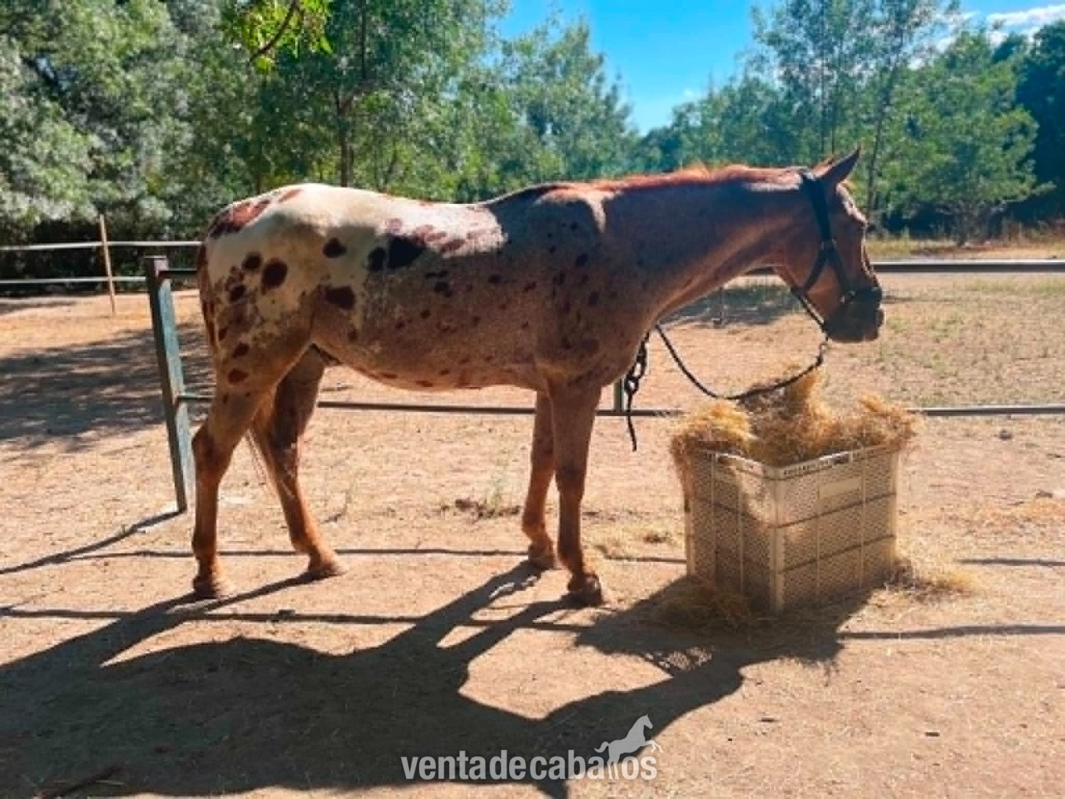 Caballo Appaloosa en Venta in 