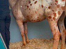 Caballo Appaloosa en Venta