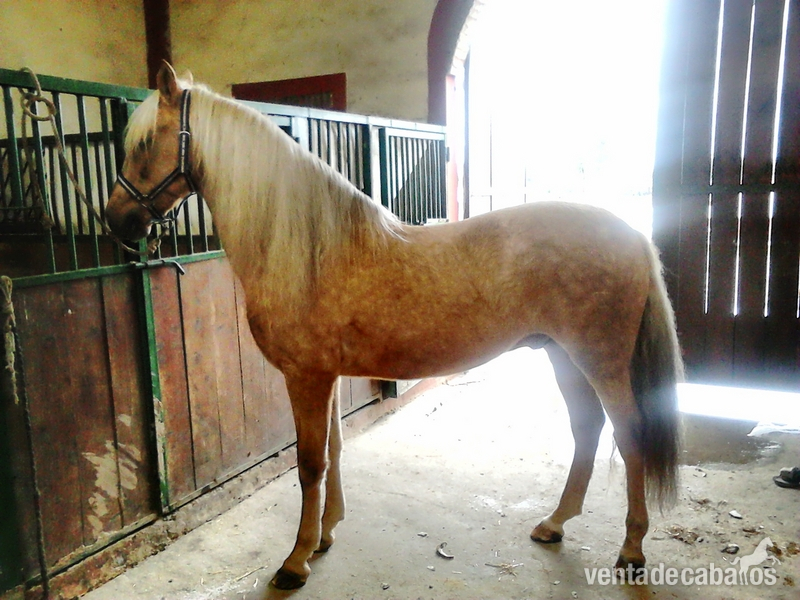 caballo perla hispanoluso in 
