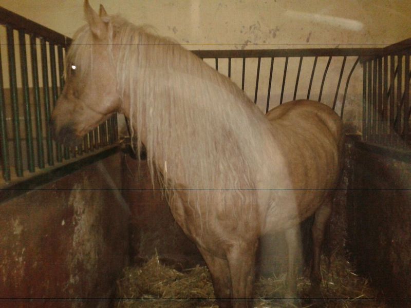 Lusitano