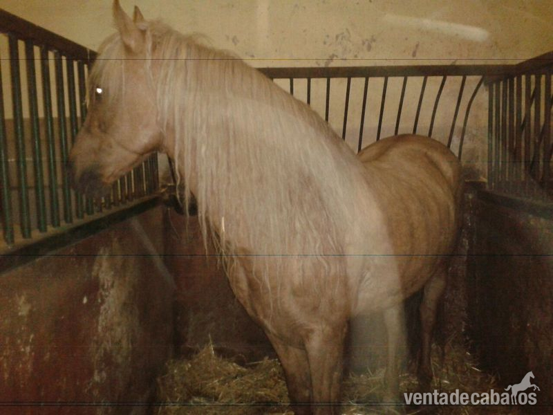 Lusitano