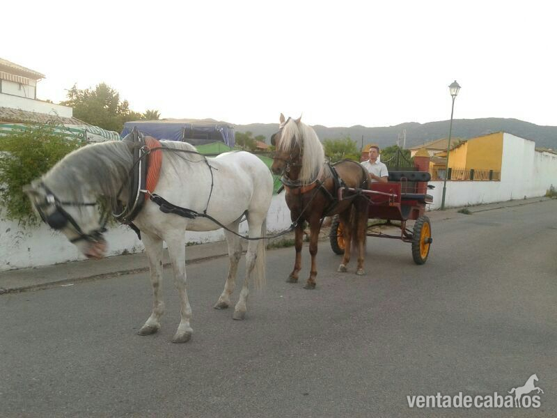 Lusitano {TYPE}