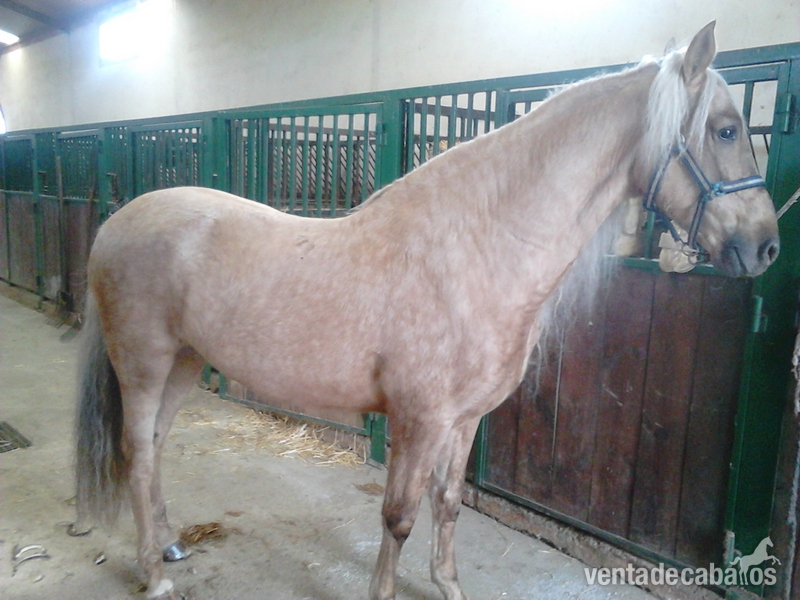 Caballos Capados Lusitano - caballo perla hispanoluso