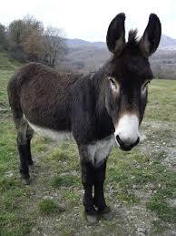 Burro Zamorano de 2 años de edad