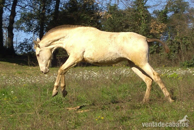  OFERTA , YEGUA, POTRA, ANDALUZ, PALOMINA PRE, in 