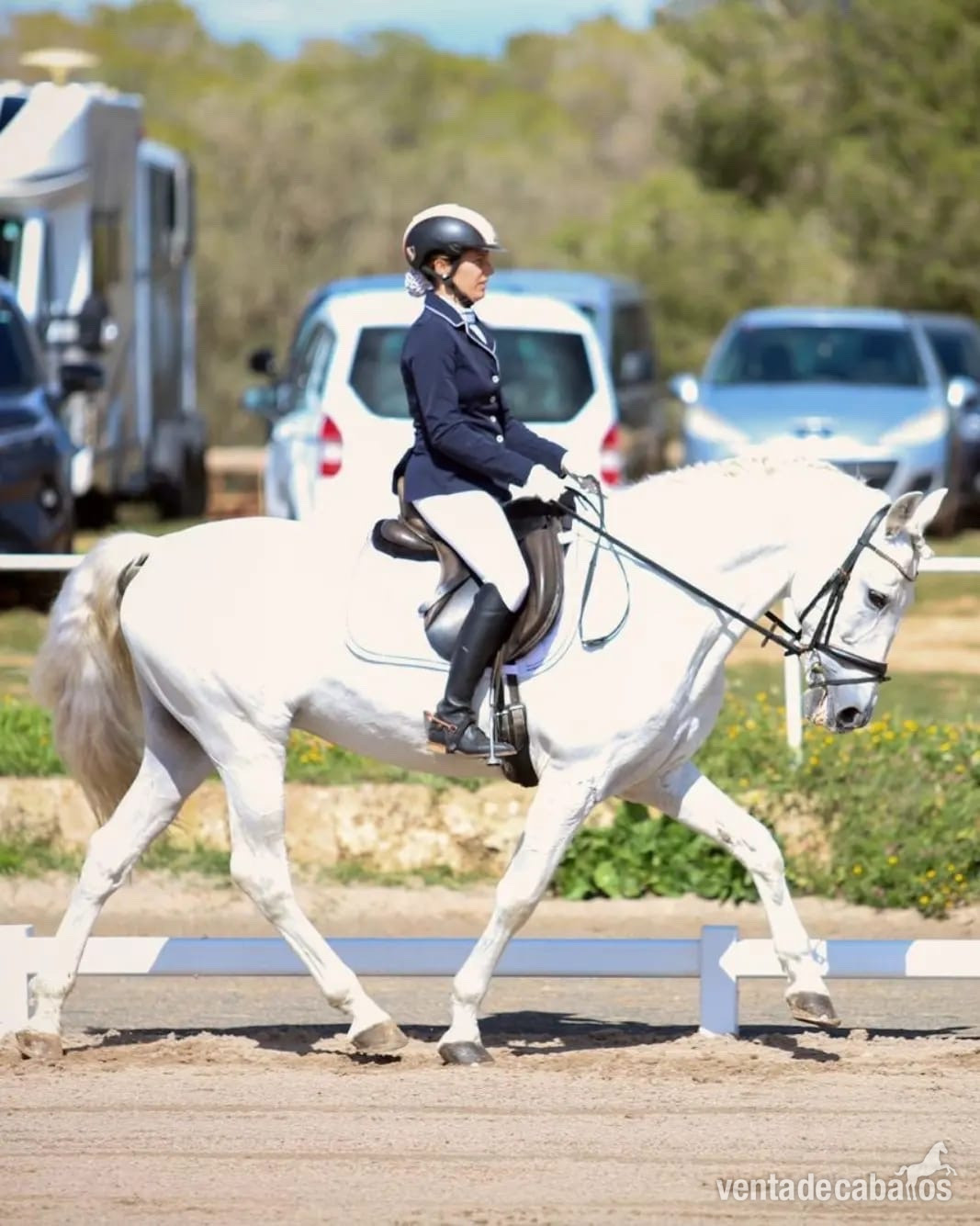 Caballo PRE carutujano  in 