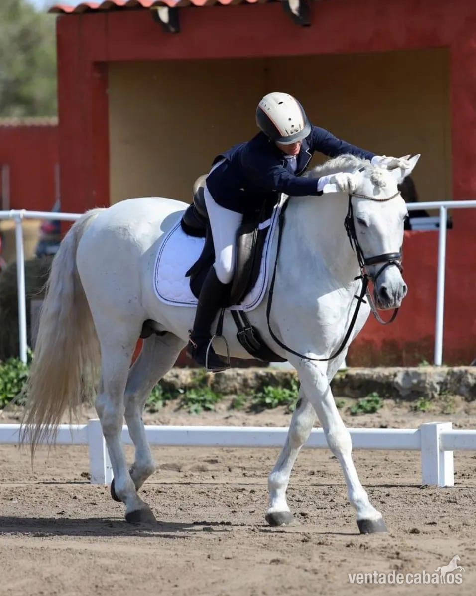 Caballos Enteros EMPTY - Caballo PRE carutujano 