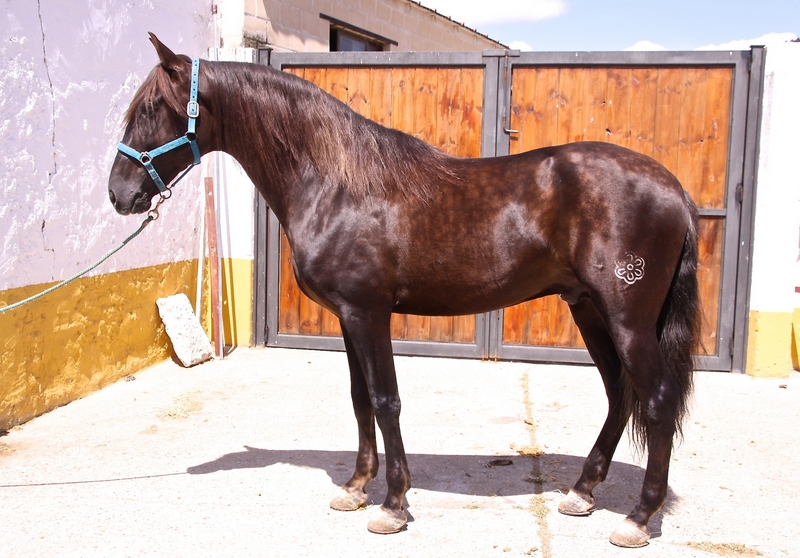 VENTA DE CABALLOS  in 