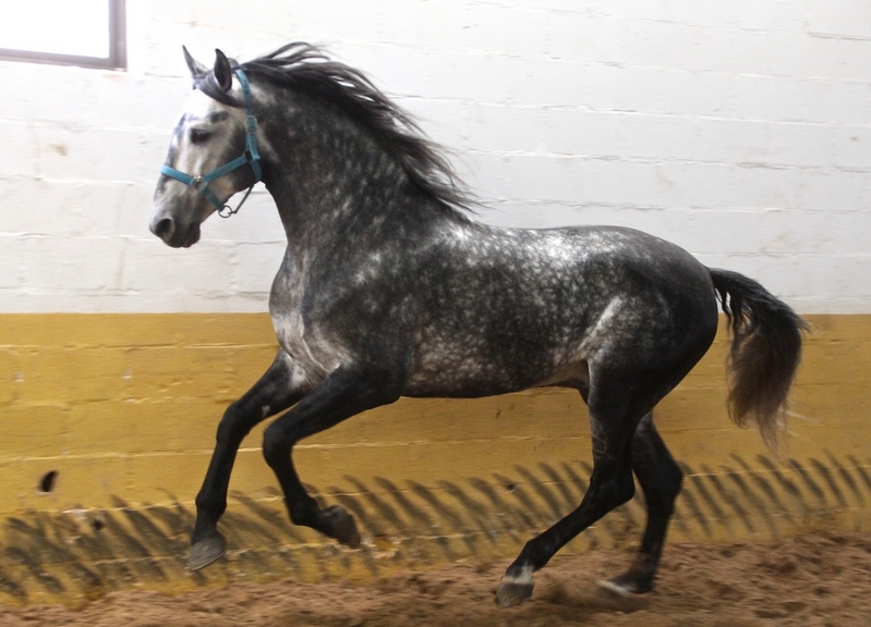 Caballos Pura Raza Española (P.R.E.) Pura Raza Española - VENTA DE CABALLOS 