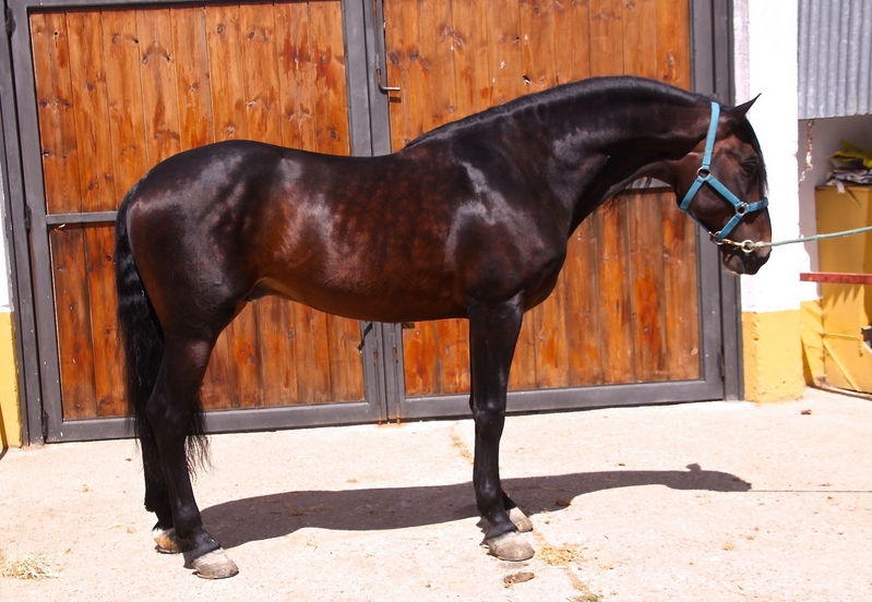 VENTA DE CABALLOS  - Caballos Pura Raza Española (P.R.E.) Pura Raza Española