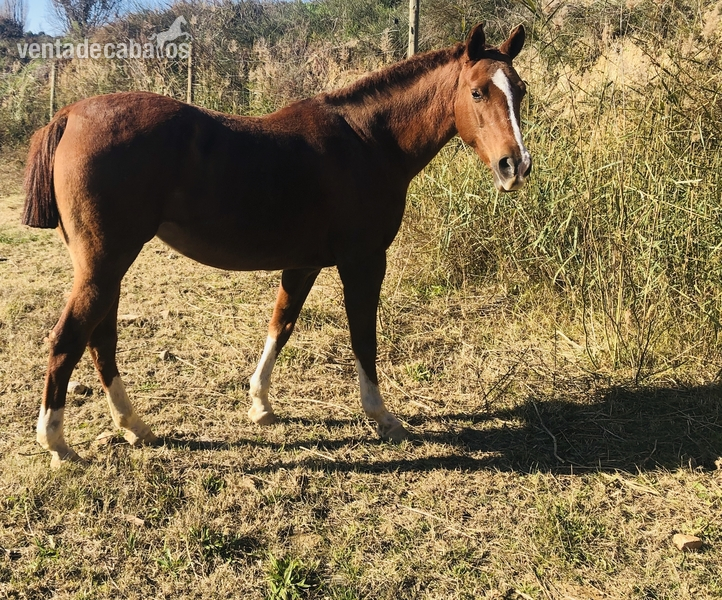 Yeguas Hispano-Arabe - Vendo yegua hispano-arabe al 50%