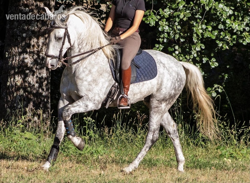 Caballo Tres Sangres  in 