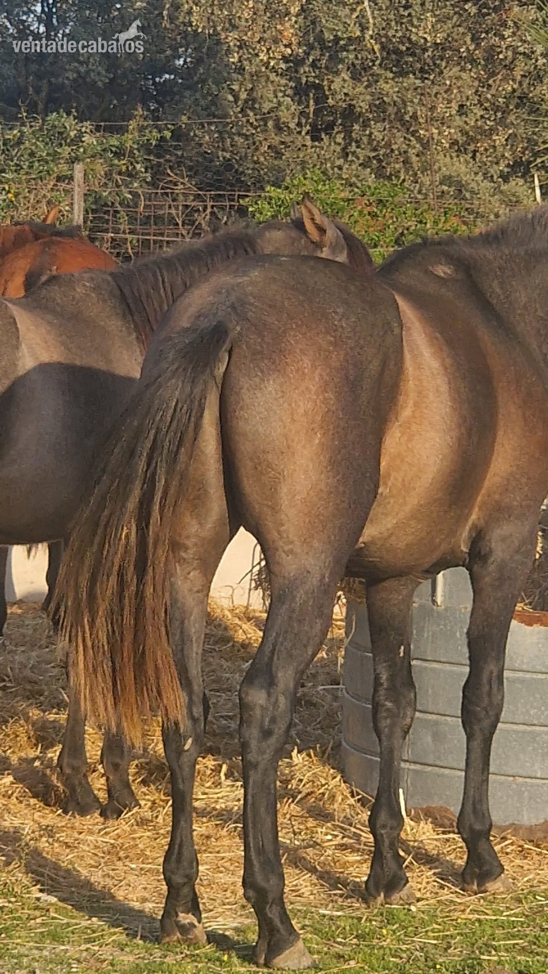Caballos Pura Raza Española (P.R.E.) EMPTY - VENTA DE POTRO PRE DE 3 AÑOS