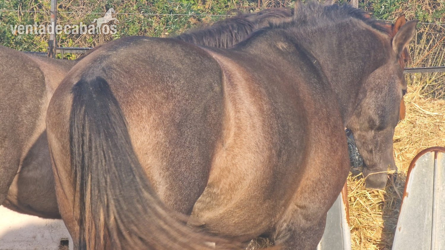 VENTA DE POTRO PRE DE 3 AÑOS - Caballos Pura Raza Española (P.R.E.) EMPTY