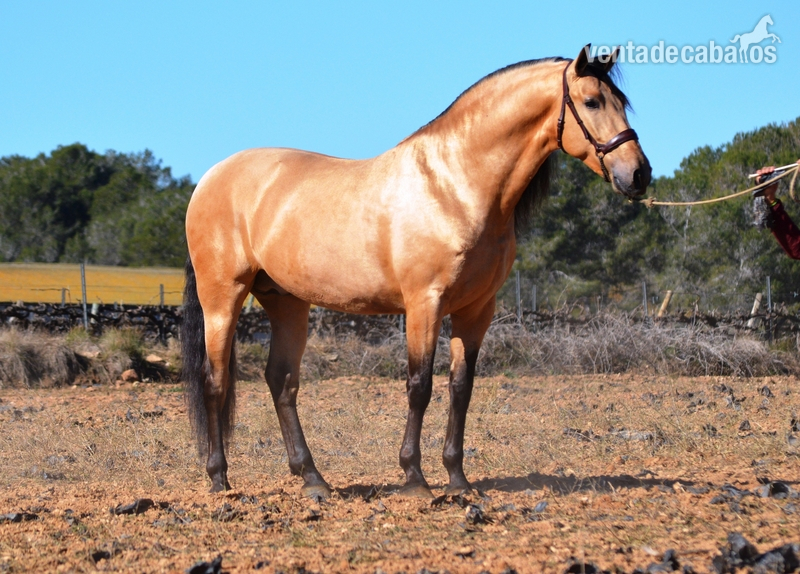 Potras PRE a precio - Caballos Pura Raza Española (P.R.E.) Pura Raza Española