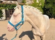 Semental cremello, noble y seguro