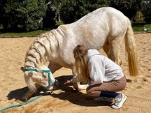 Semental cremello, noble y seguro