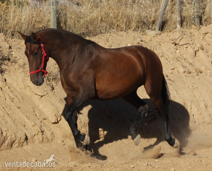 Caballos Pura Raza Española (P.R.E.) Pura Raza Española - YEGUA PRE CASTAÑA GRANDE
