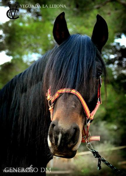 Caballo con doma in 