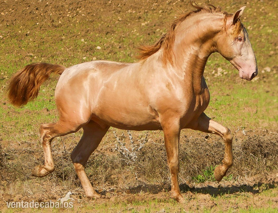 YEGUA PRE CON GENETICA DE CAPAS - Caballos Pura Raza Española (P.R.E.) EMPTY