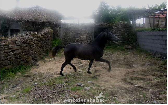 se vende PRE in 