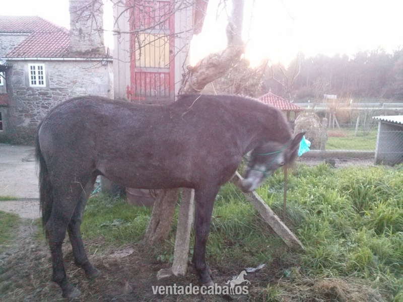 Caballos Pura Raza Española (P.R.E.) Pura Raza Española - se vende PRE