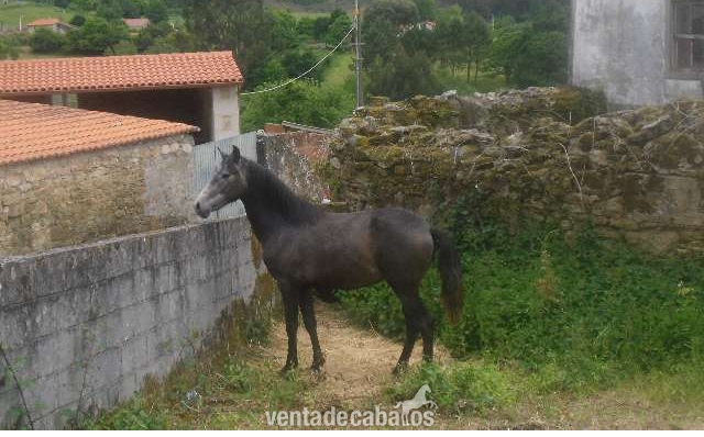 se vende PRE - Caballos Pura Raza Española (P.R.E.) Pura Raza Española