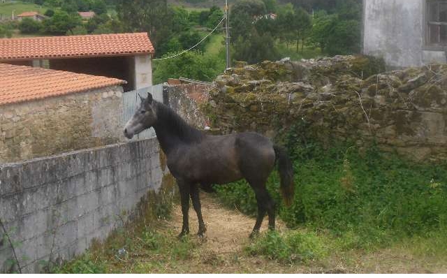se vende PRE - Caballos Pura Raza Española (P.R.E.) Pura Raza Española