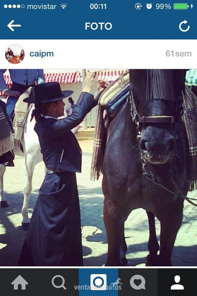 Caballos Capados Anglo-árabe - Jaca anglo arabe