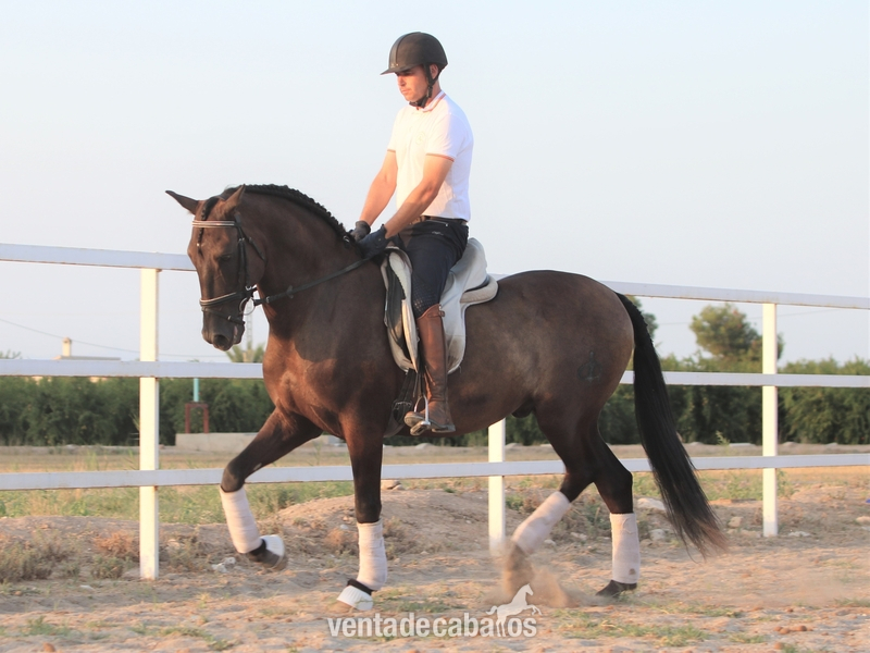 Caballo PRE capado in 