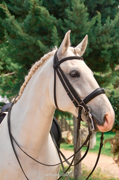 Caballo Capado Lusitano in 
