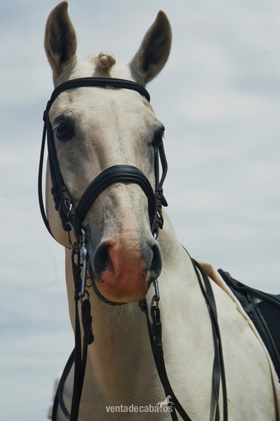 Lusitano