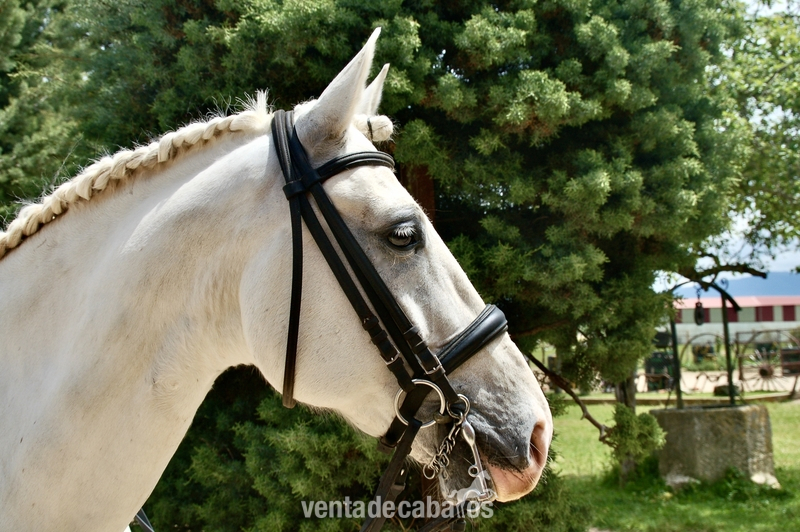 Lusitano {TYPE}