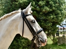 Caballo Capado Lusitano