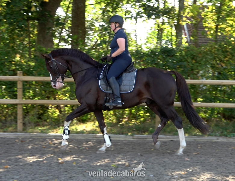 Caballo castrado talentoso y bien entrenado in 