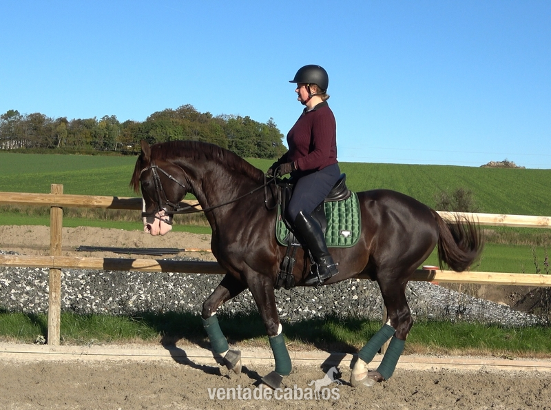 Irish Sport Horse