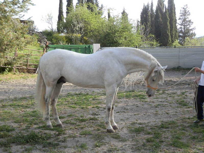 Pura Raza Española