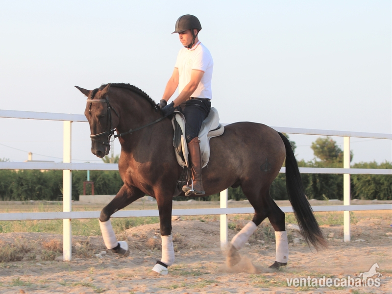 Caballo PRE capado in 