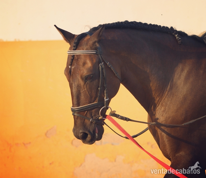 Caballos Pura Raza Española (P.R.E.) PRE - Caballo PRE capado