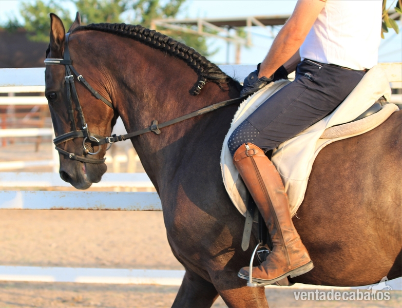 Caballo PRE capado - Caballos Pura Raza Española (P.R.E.) PRE