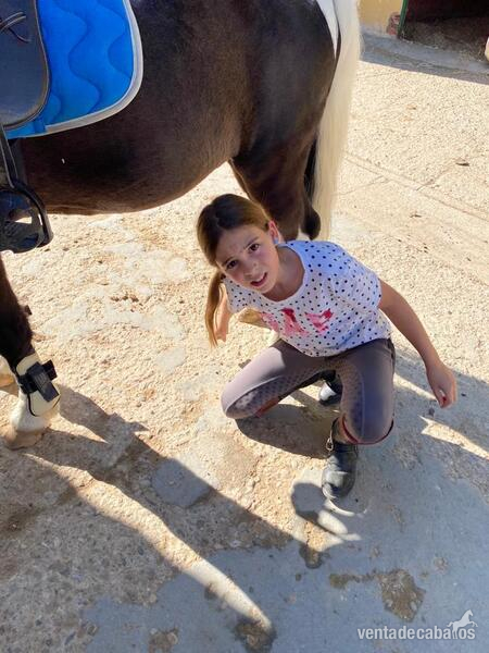 Venta de Poni salto - Ponis Pony Club in 